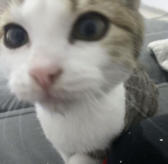 Отдам котят в хорошие руки