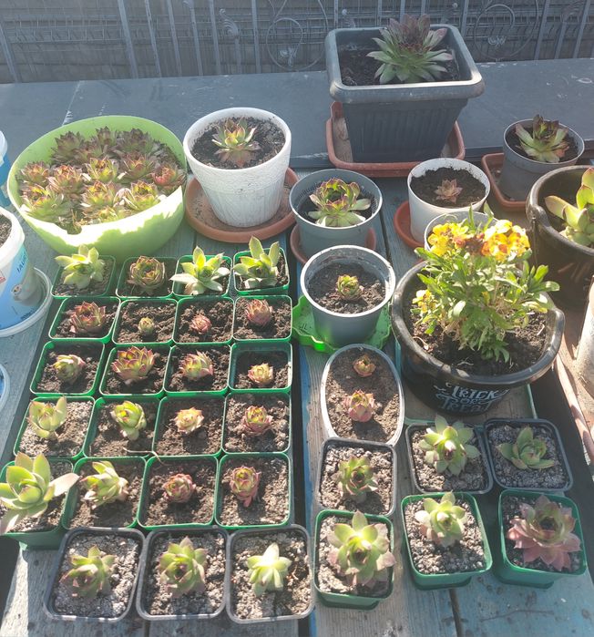 Plante Suculente Echeveria, Sempervivum Diverse Mărimi