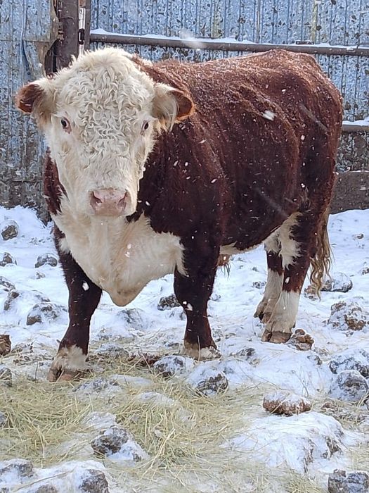 Бык производитель