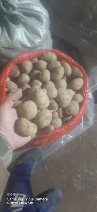 Продам картофель на семена .сорт гала.