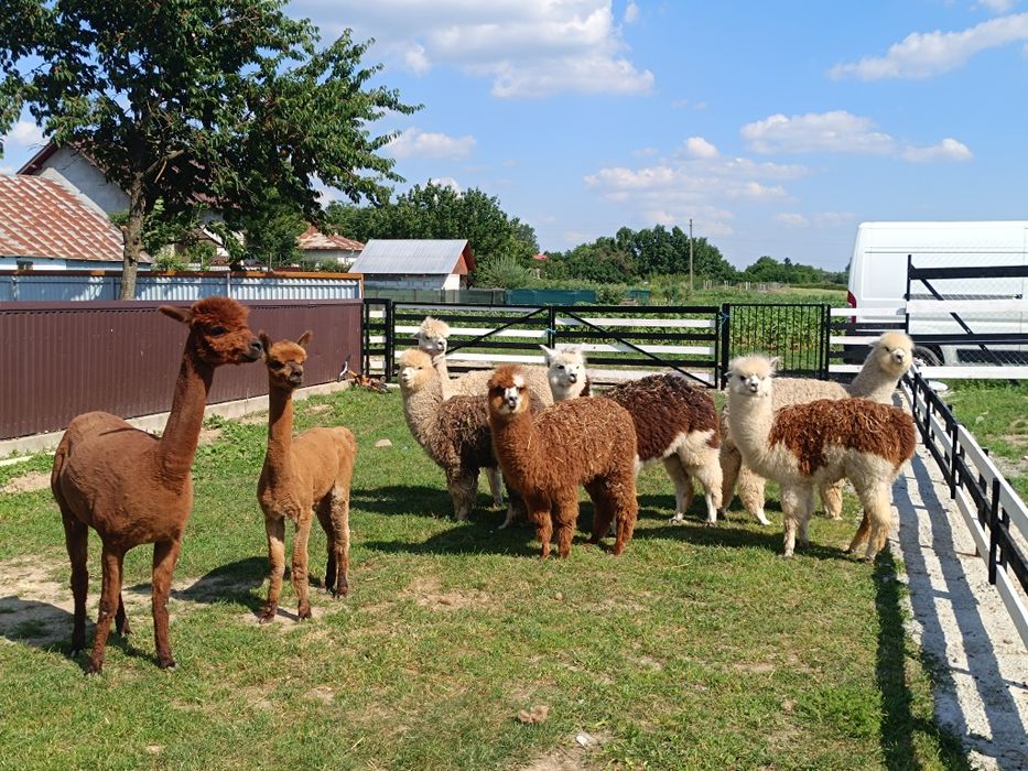 Alpaca masculi și femele