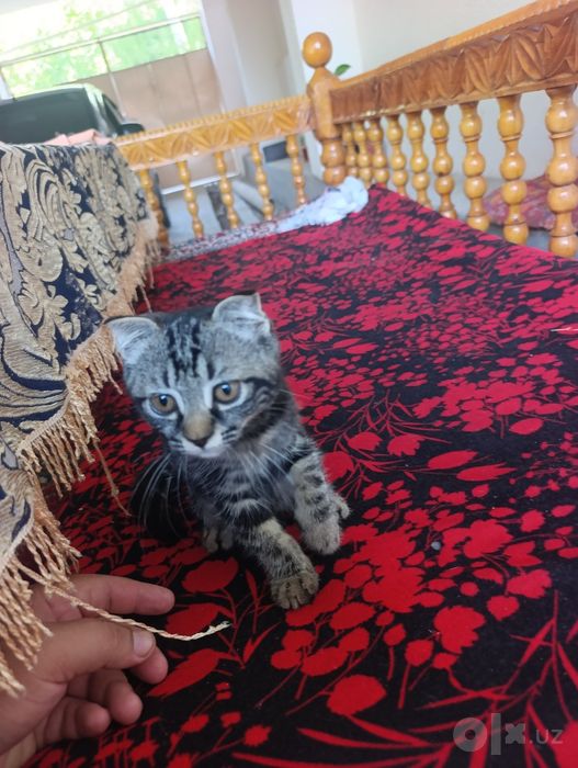 Scottish Fold mushuk sotiladi