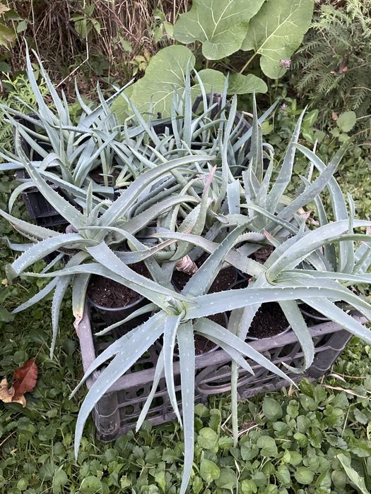 Отростки Алое Вера