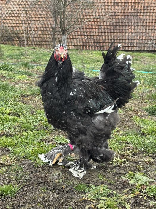 Vând cocoș superb Brahma negru bobat 2025