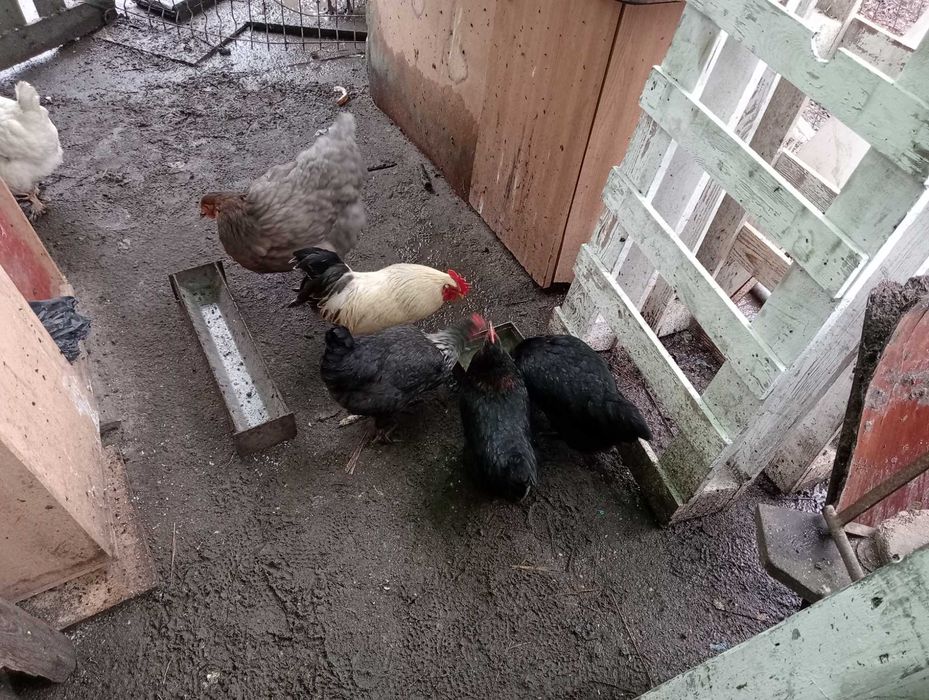 Vând 3 cocosi americani 7 luni