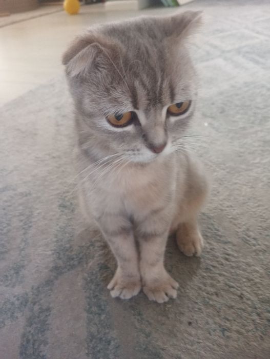 Котята Британцы продам