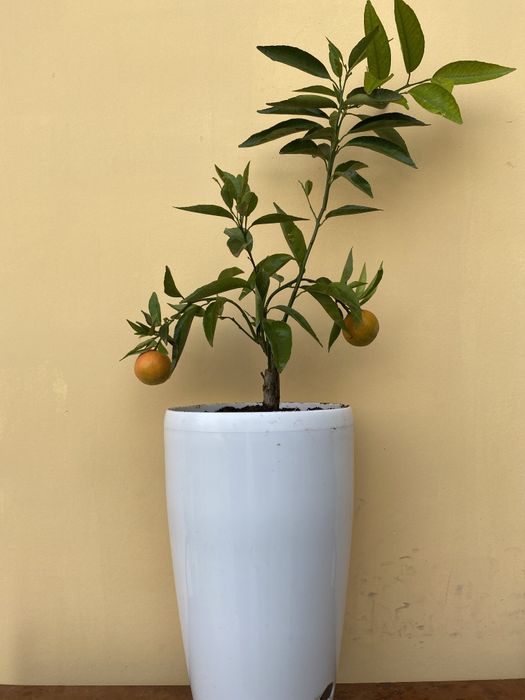 Sitrus ko'chatlar sotiladi