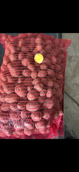 Cartofi de sămânță roșii și albi