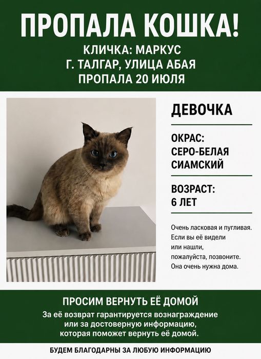 Пропала кошка город Талгар