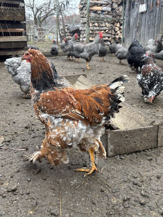 Cocosi brahma de vanzare