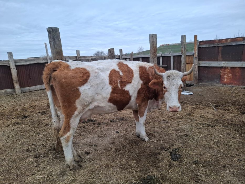 Сиыр таза симентал