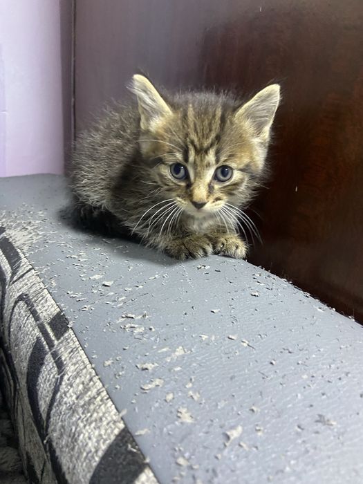 Отдам котят в хороший руки!!