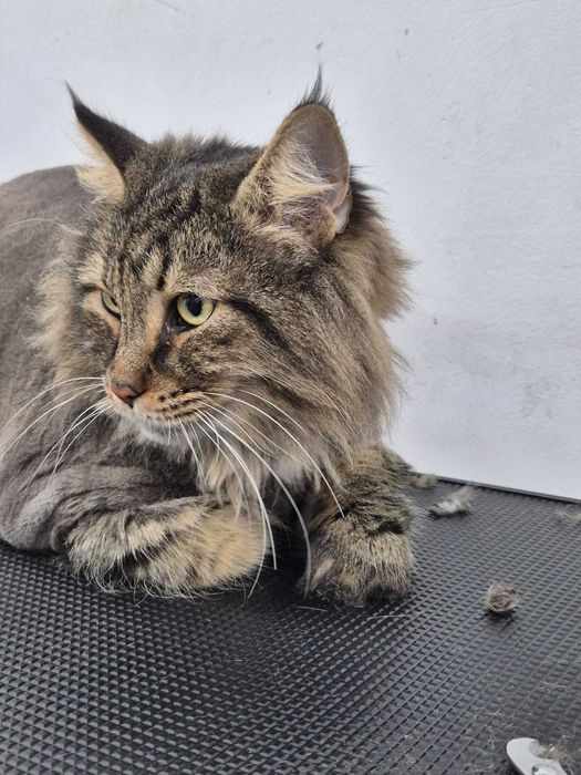 Salon Felin / Tuns Pisici / Salon Sector 6 - Frizerie Felina