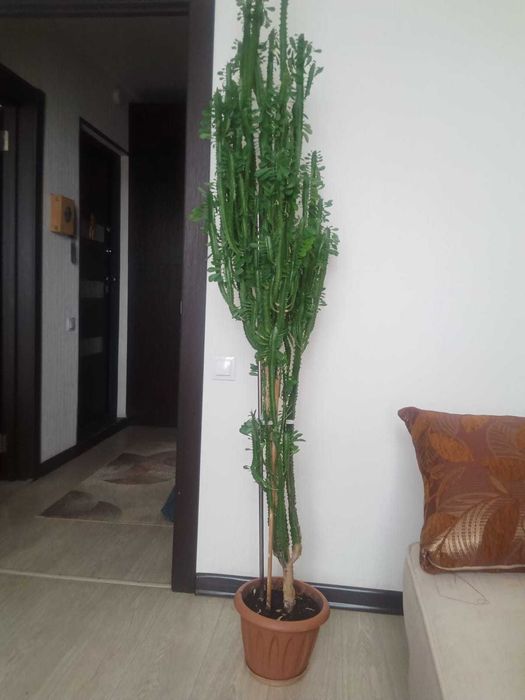 Молочай Трёхгранный  домашнее растение