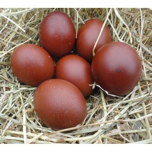 Яйца от Маран, няколко цвята