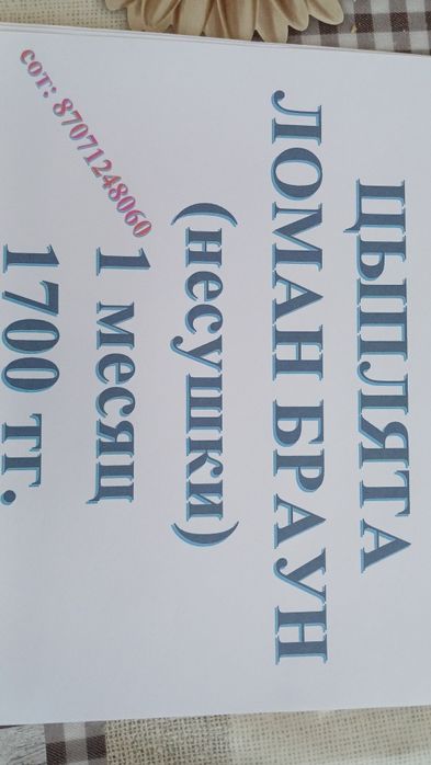 Цыплята ломан браун