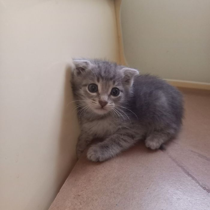 Вислоухий котёнок 1 мес мальчик
