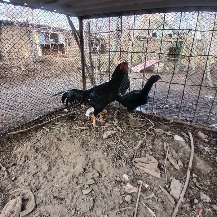 Dakan xo'roz sotiladi. 2 yillik.