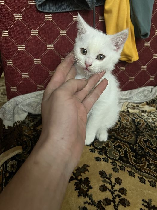 Котята, отдам в добрые руки !