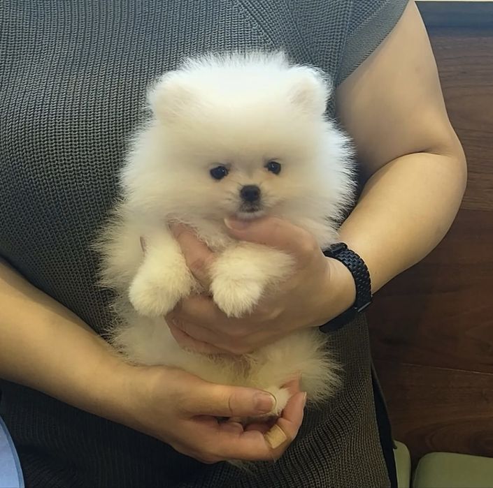 Шпиц мальчик и девочка кукольный щенки «»»