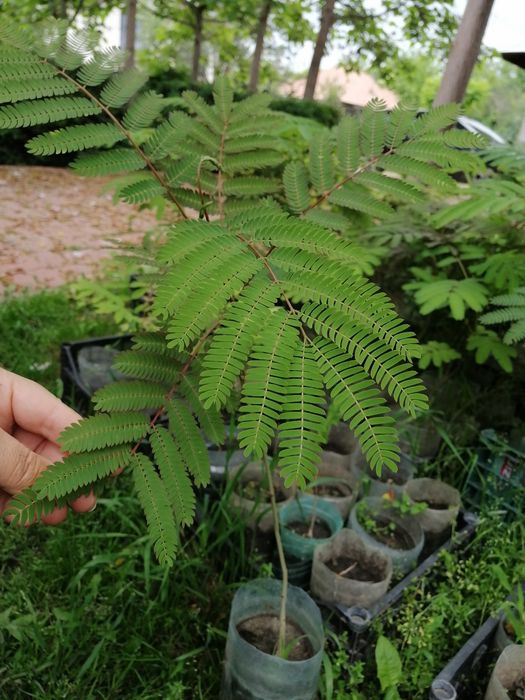 Arbori de mătase, catalpa, pawluonia