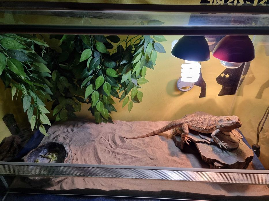 Soparla/Iguana Agama cu Terariu