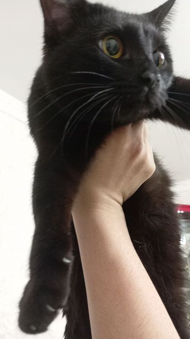 Отдам в хорошие руки