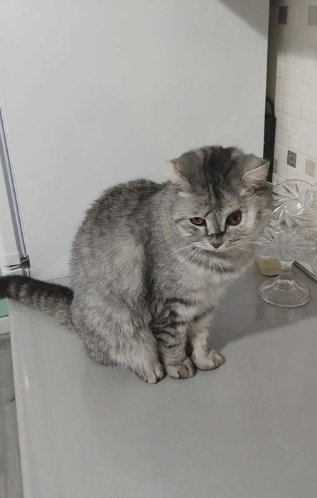 Благородный котик ищет дом