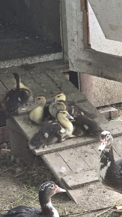 Продаются маленькие утята