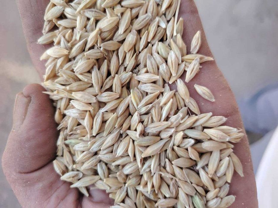 Продам корм зерно ячмень кукуруза