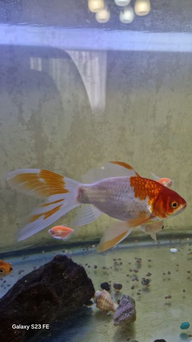Продается Золотая рыбка