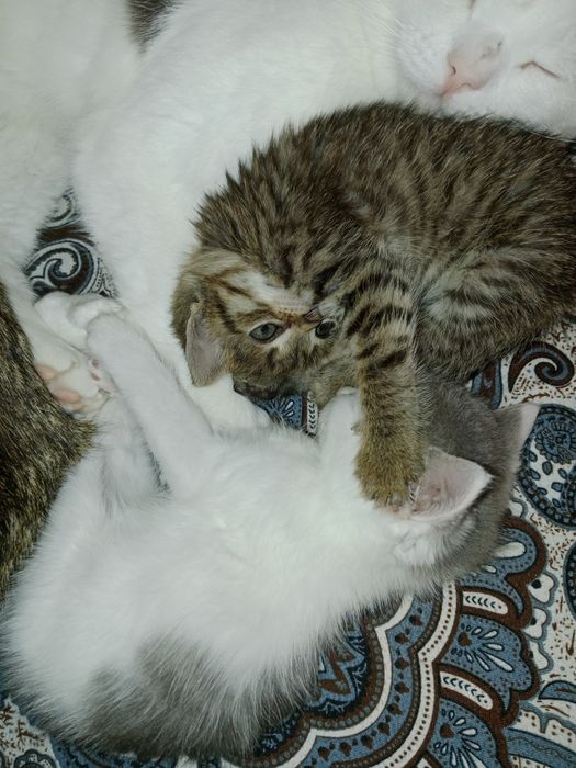 Отдам в добрые руки кошечку!