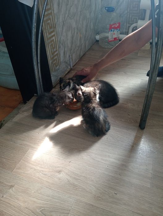 Отдам котят в добрые руки