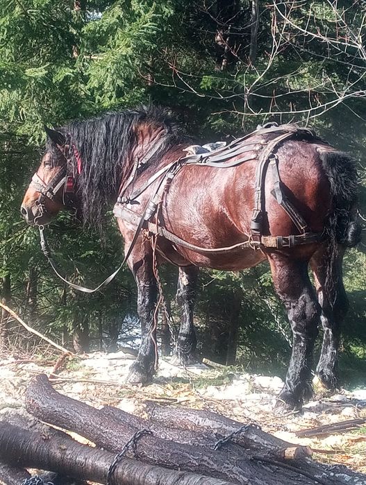 Vând cal armăsar 6 ani