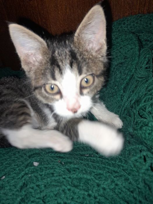 Игривый ласковый котенок