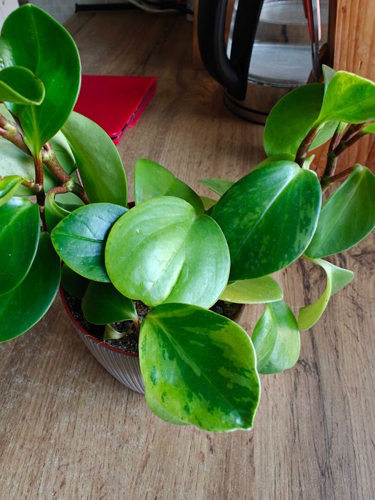 Пиперомия вареагатная, в горшочке 4 растения