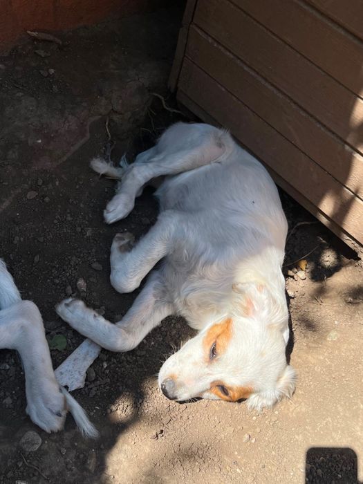 Adoptii catei Bucuresti