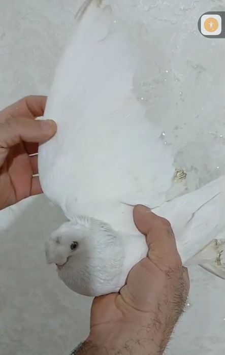 Продам голубей...