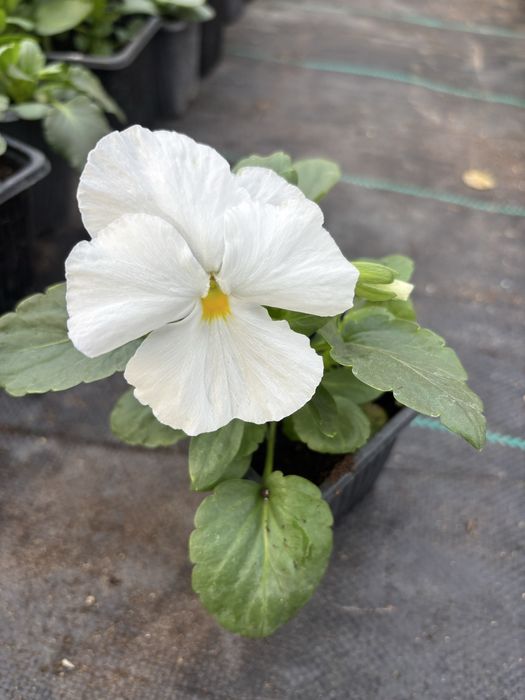 Едроцветни теменужки