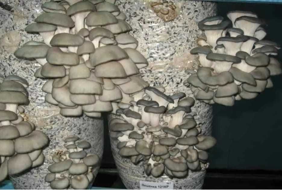 Compost ciuperci pleurotus