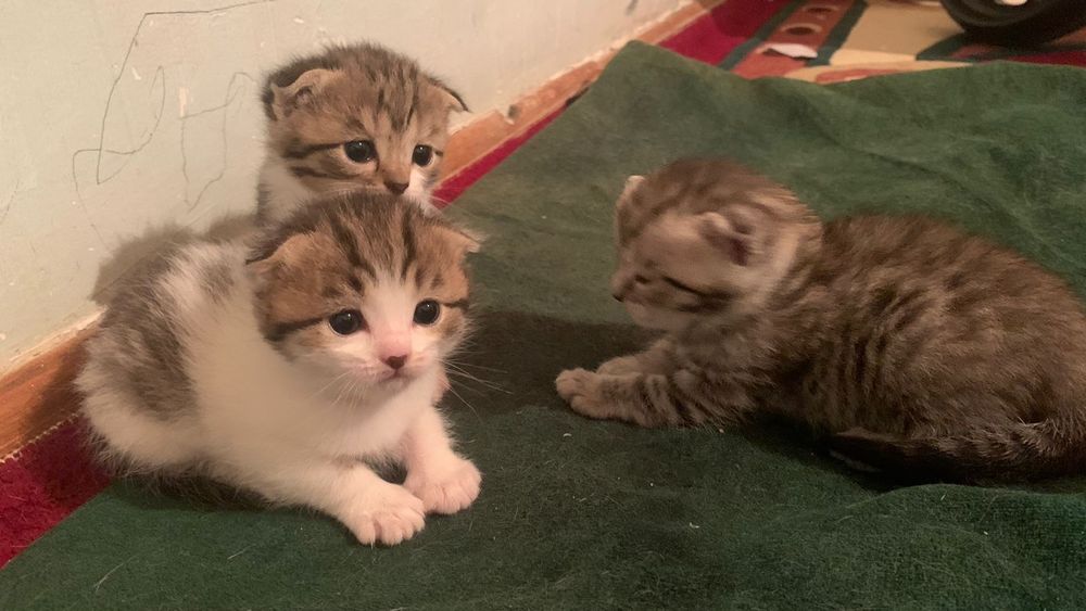 Шотландский кошка