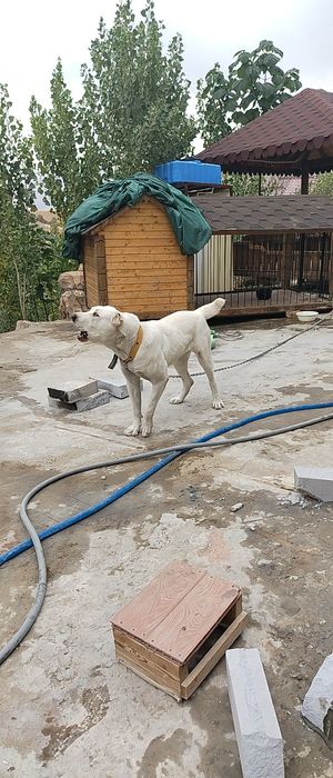 Туркменский Алабай