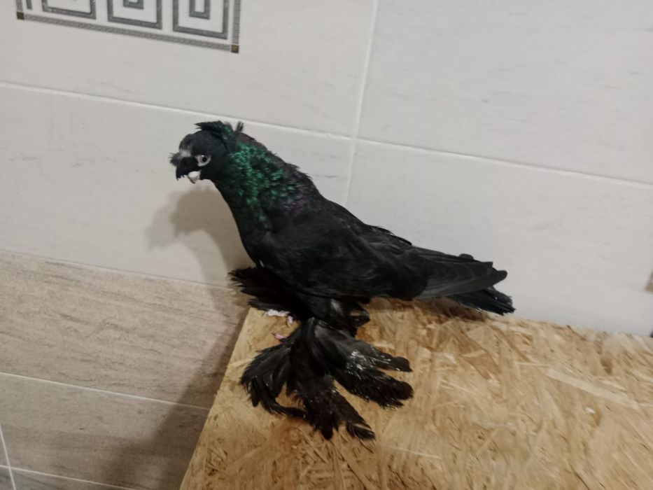 Продам   голубей