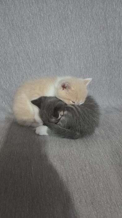 Отдам в хорошие руки