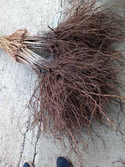 Butasi vita de vie anul 2 si 3