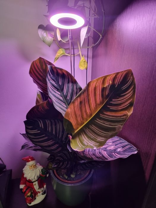 Lampa pentru plante