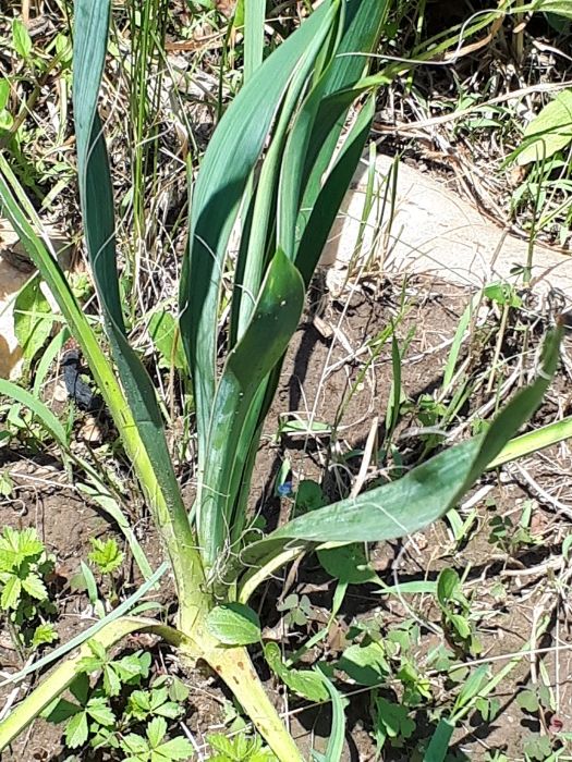 Yucca de gradina