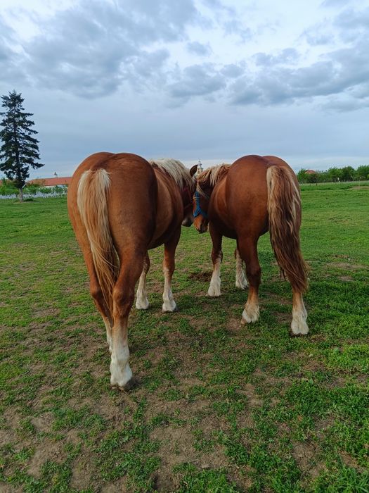De vânzare 2 mânji