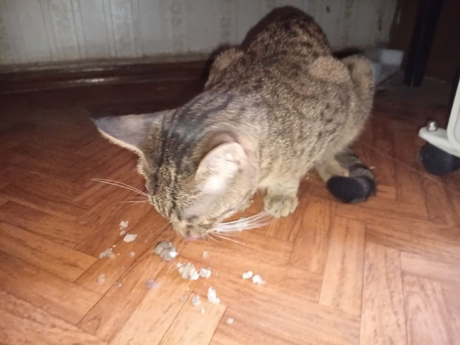 Котёнок маленький 8 месяцев