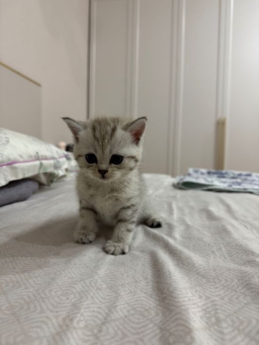 Шотландские котята
